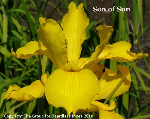 Son of Sun (1)